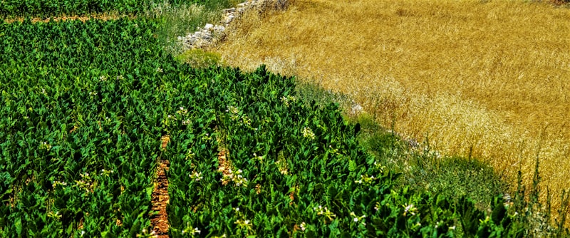 کھاد کا استعمال